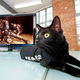 Illustration for article titled Black Cats Set To Advertise F.E.A.R. 2